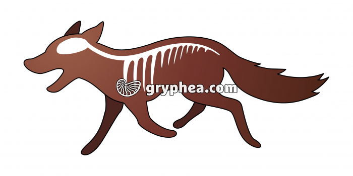 Un vertébré (le Renard) - infographie - gryphea.com